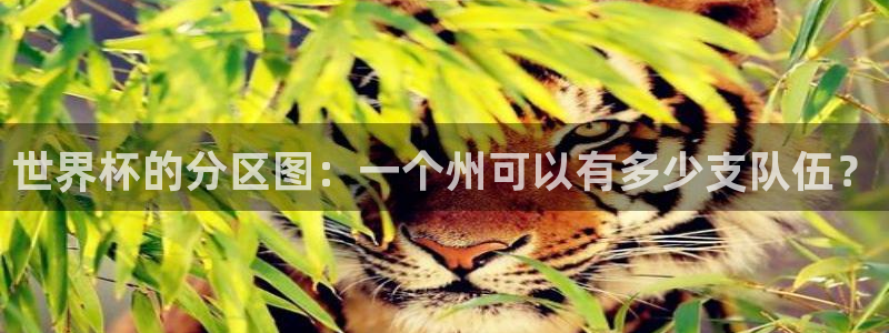 2026男足世界杯：世界杯的分区图：一个州可以有多少支队伍？