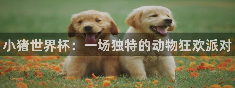 今年的世界杯：小猪世界杯：一场独特的动物狂欢派对